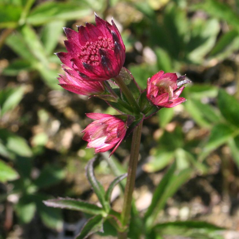 Astrantia major 'Red Joyce'