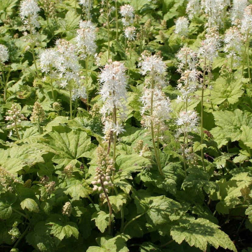 STM - Tiarella cordifolia 'Moorgrün'