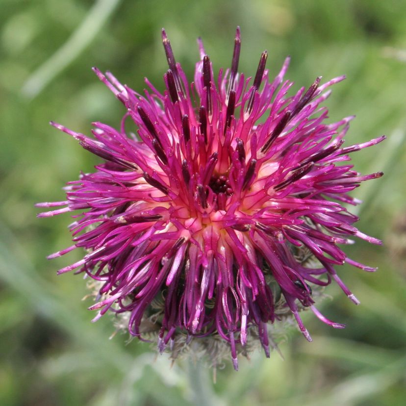 STM - Centaurea atropurpurea
