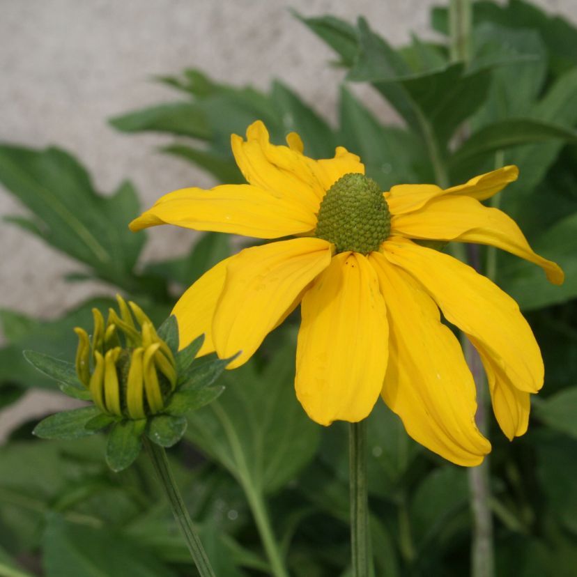 Rudbeckia nitida 'Juligold'