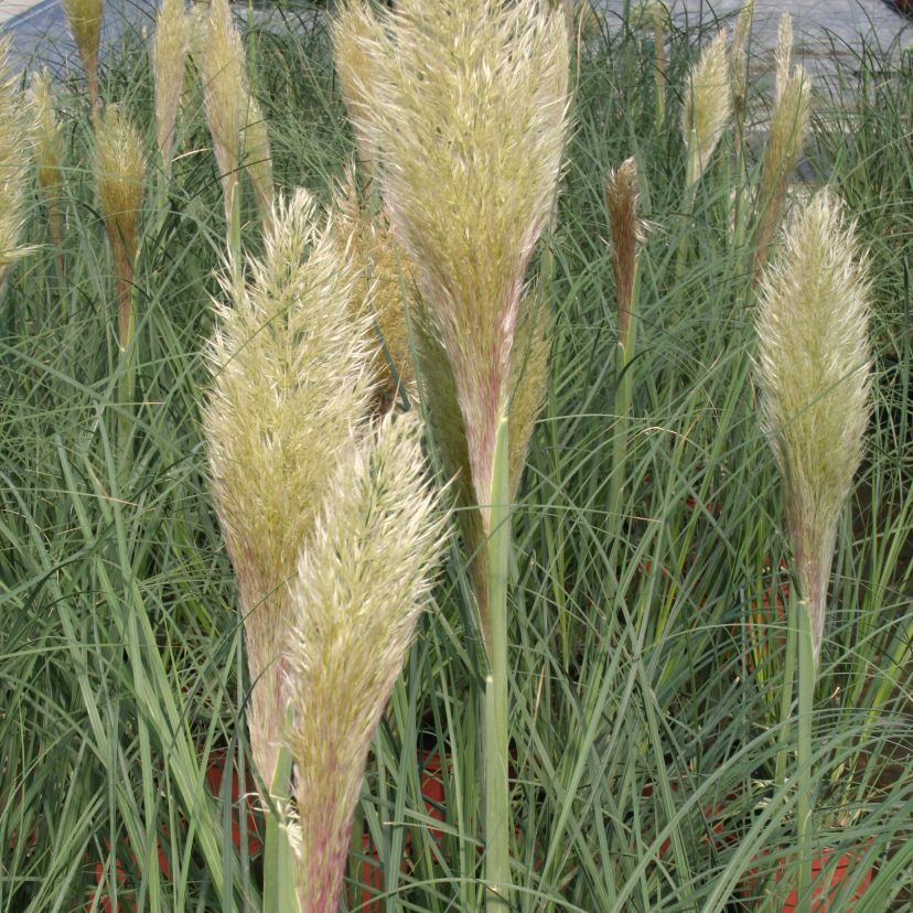 Cortaderia selloana 'Pumila'