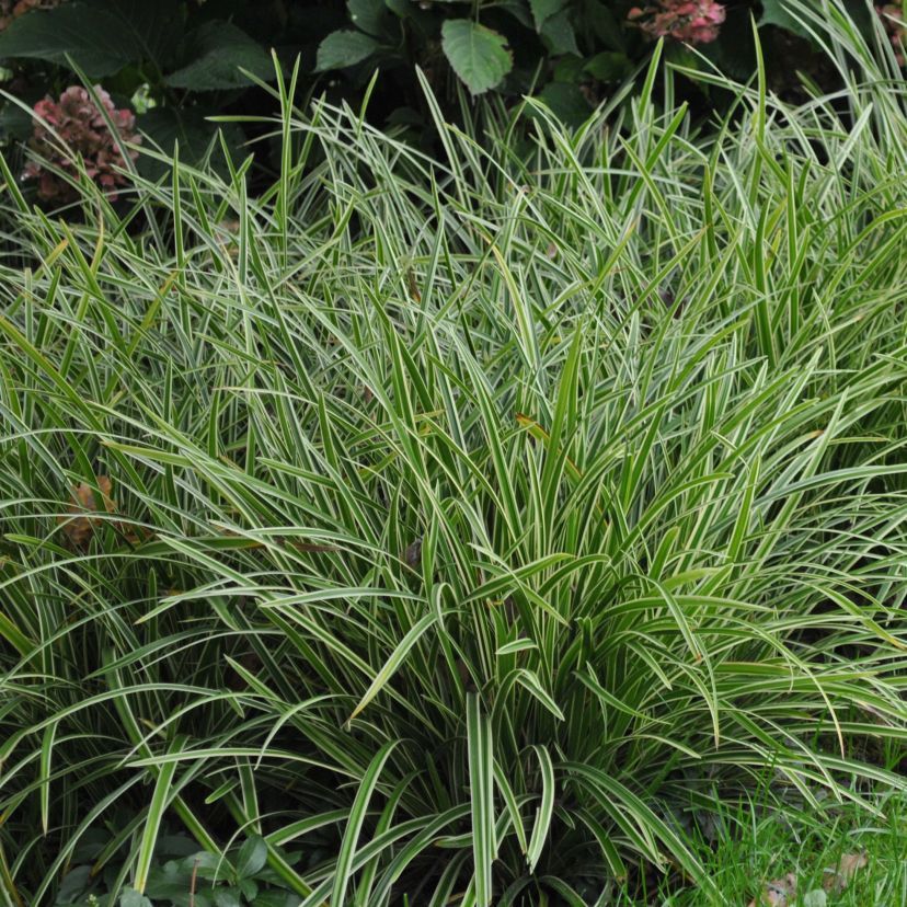 Carex foliosissima 'Icedance'