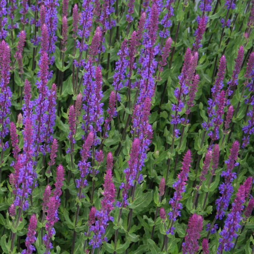 Salvia nemorosa 'Tänzerin'