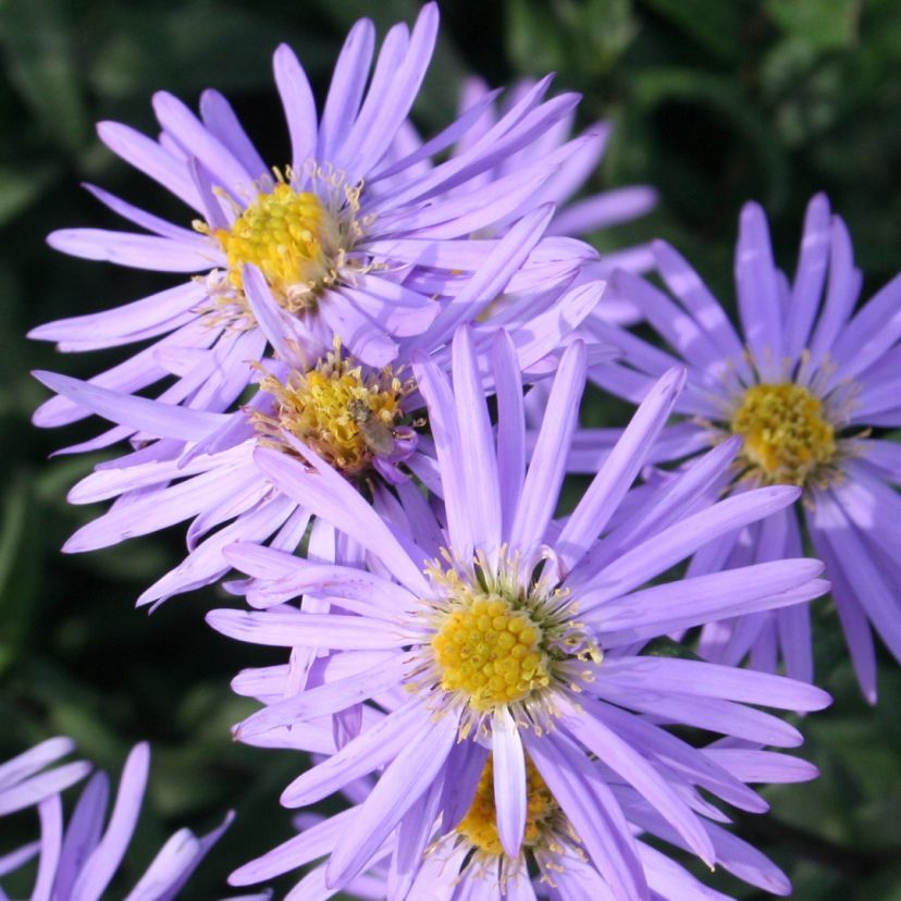 Aster laevis 'Calliope'