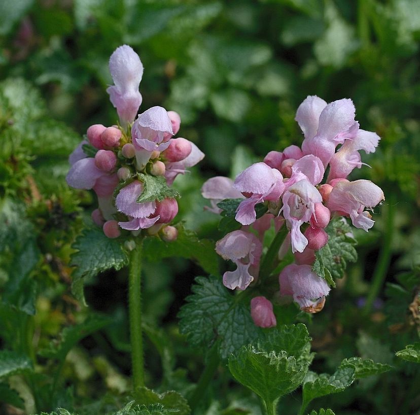 Lamium maculatum 'Pink Pewter'