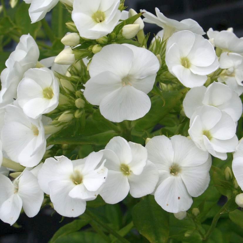 Phlox amplifolia 'David'