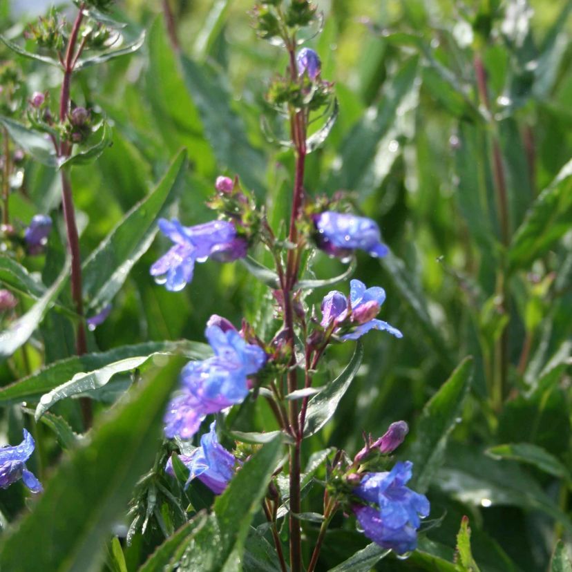 STM - Penstemon hybr. 'Heavenly Blue'