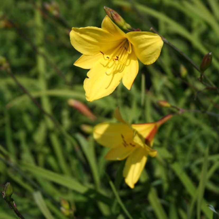 Hemerocallis middendorfii