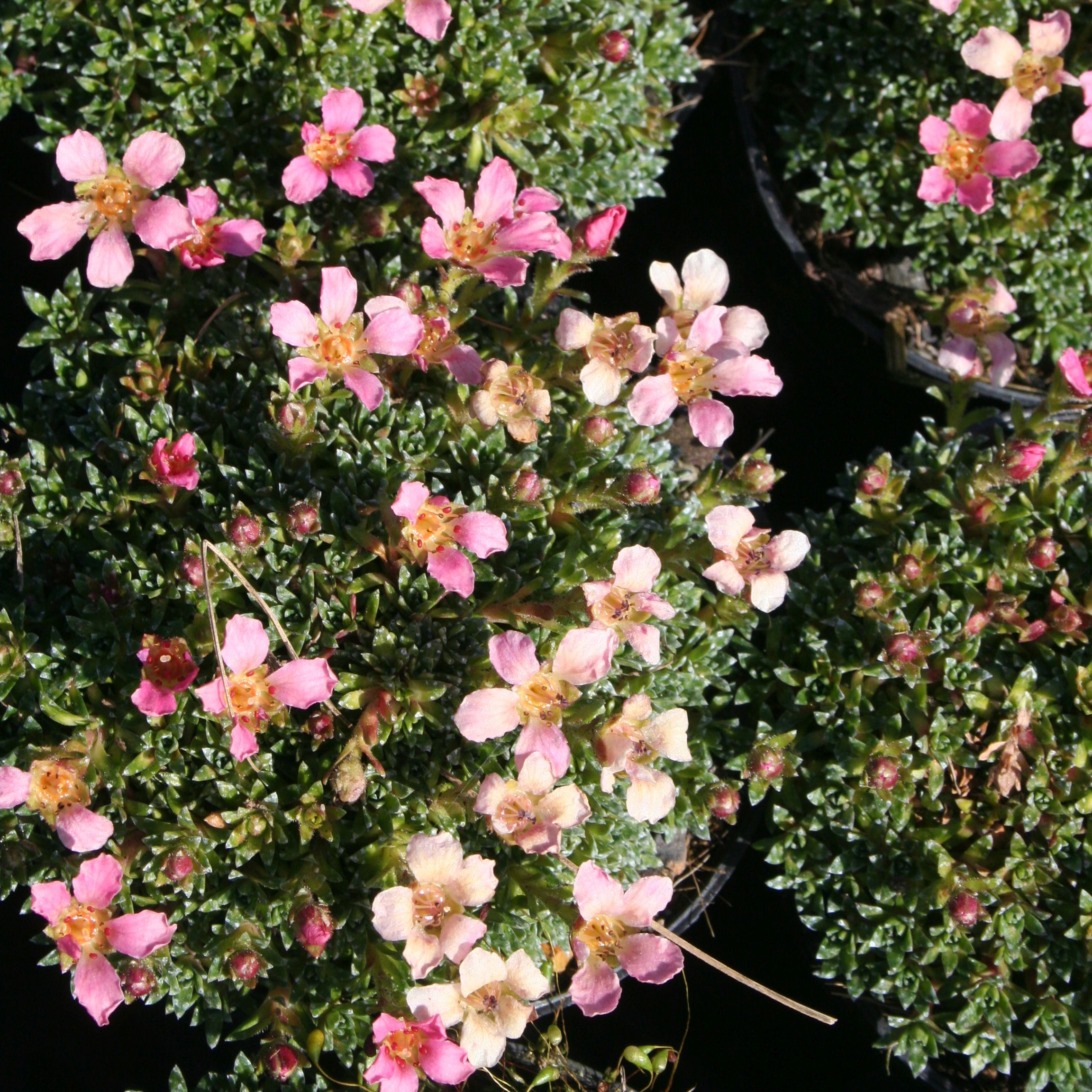 Saxifraga bohemia
