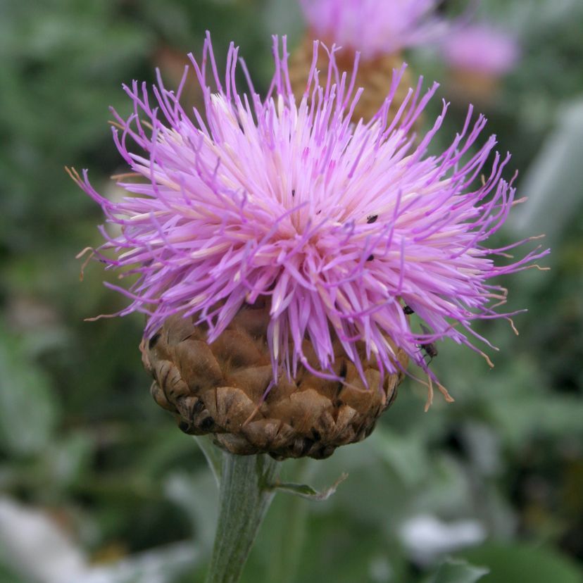 STM - Centaurea pulchra 'Major'