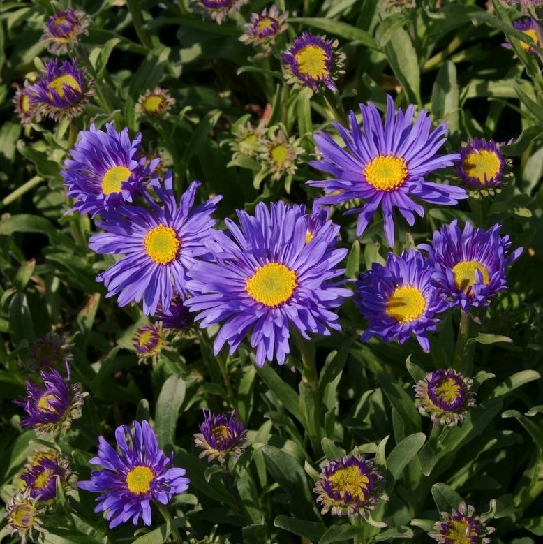 Aster alpinus 'Dunkle Schöne'