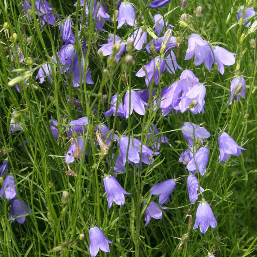 Campanula rotundif. 'Olympica'