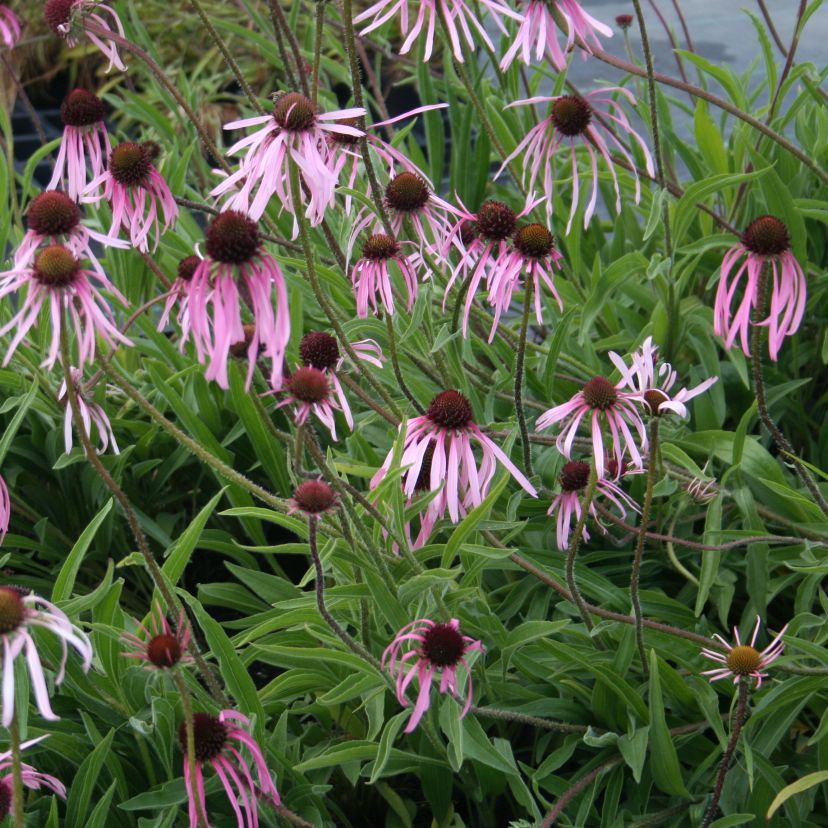Echinacea pallida