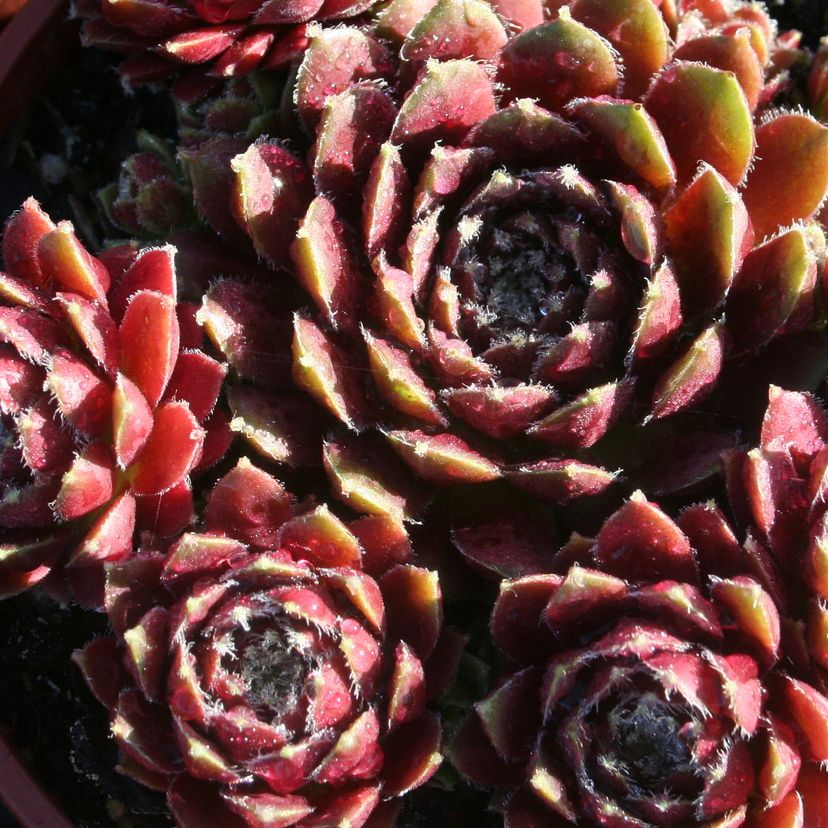 Sempervivum hybr. 'Cassiopeia'