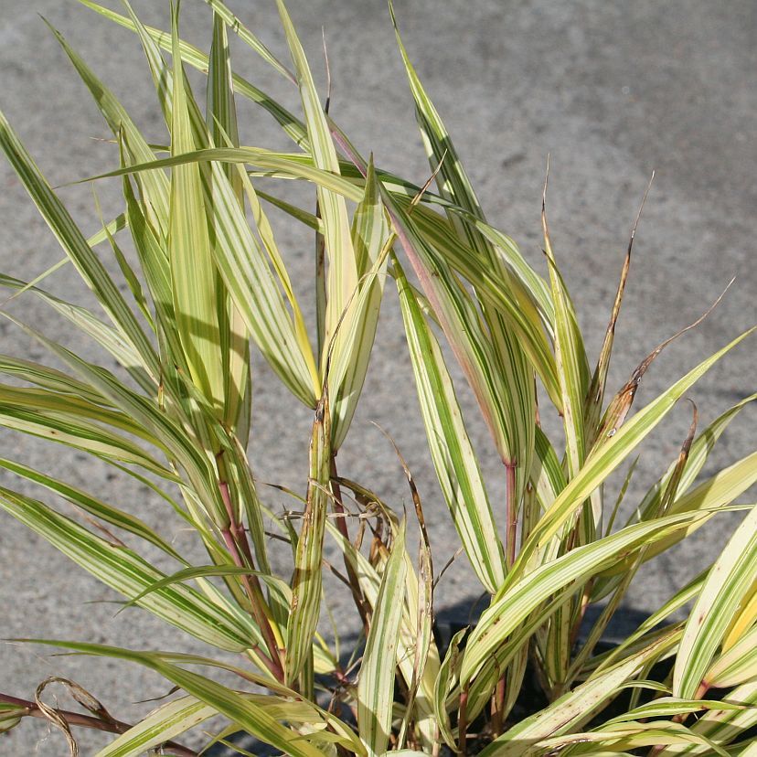 Hakonechloa macra 'Naomi'  -R-