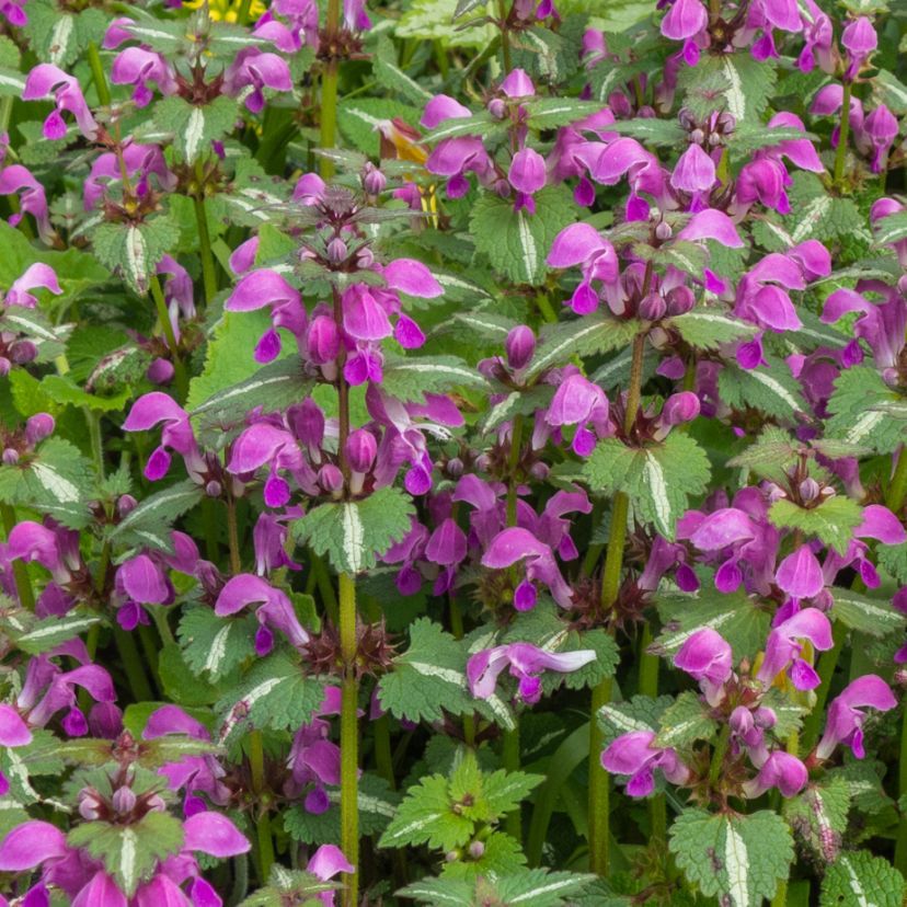 STM - Lamium maculatum 'Argenteum'