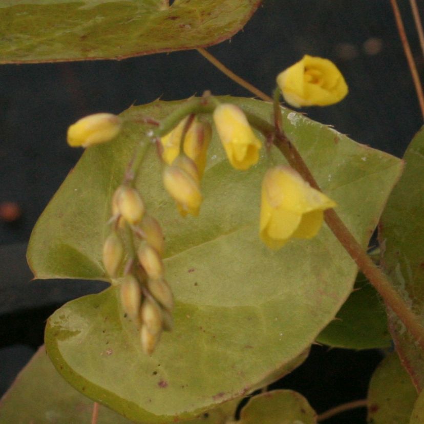 Epimedium pinnatum 'Elegans'