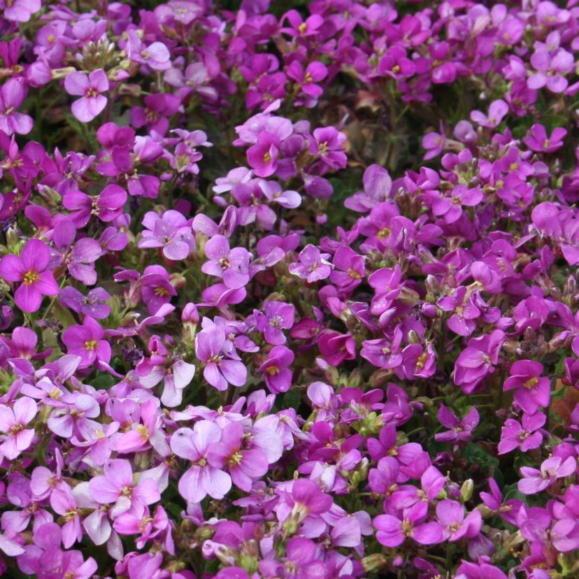 Arabis x arendsii 'Compinkie'