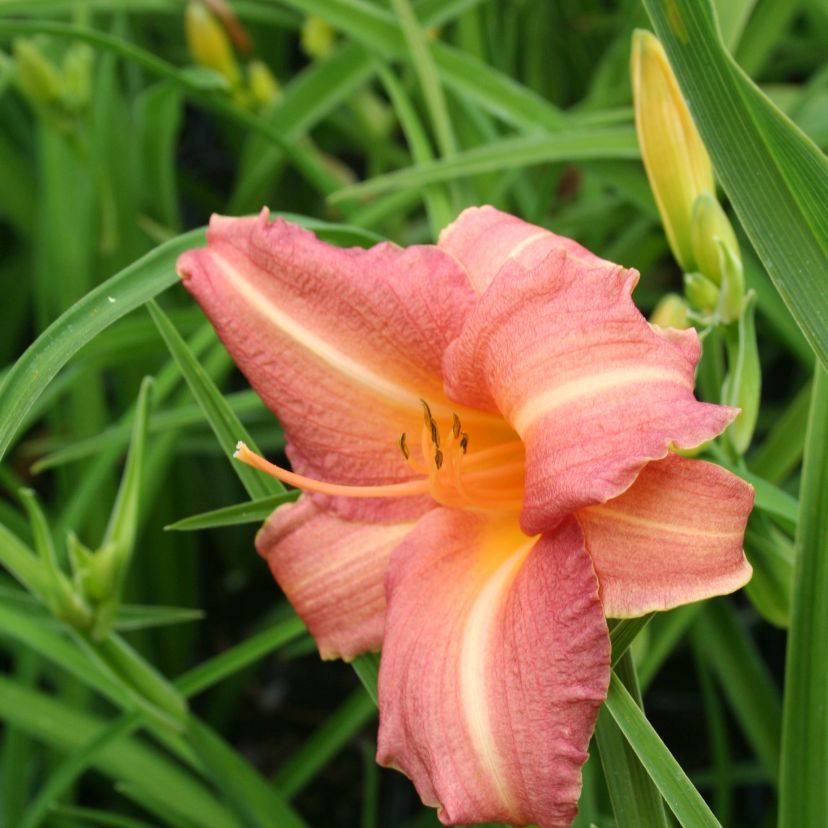 Hemerocallis-Hybride 'Luxury Lace'