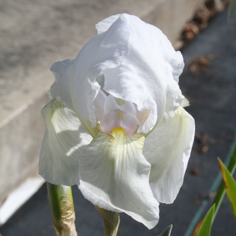 STM - Iris barb.- elat. 'Florentina'