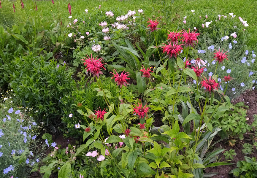 Essbare Blüten blau-weiss-rot - Dresdner essbare Staudenmischung