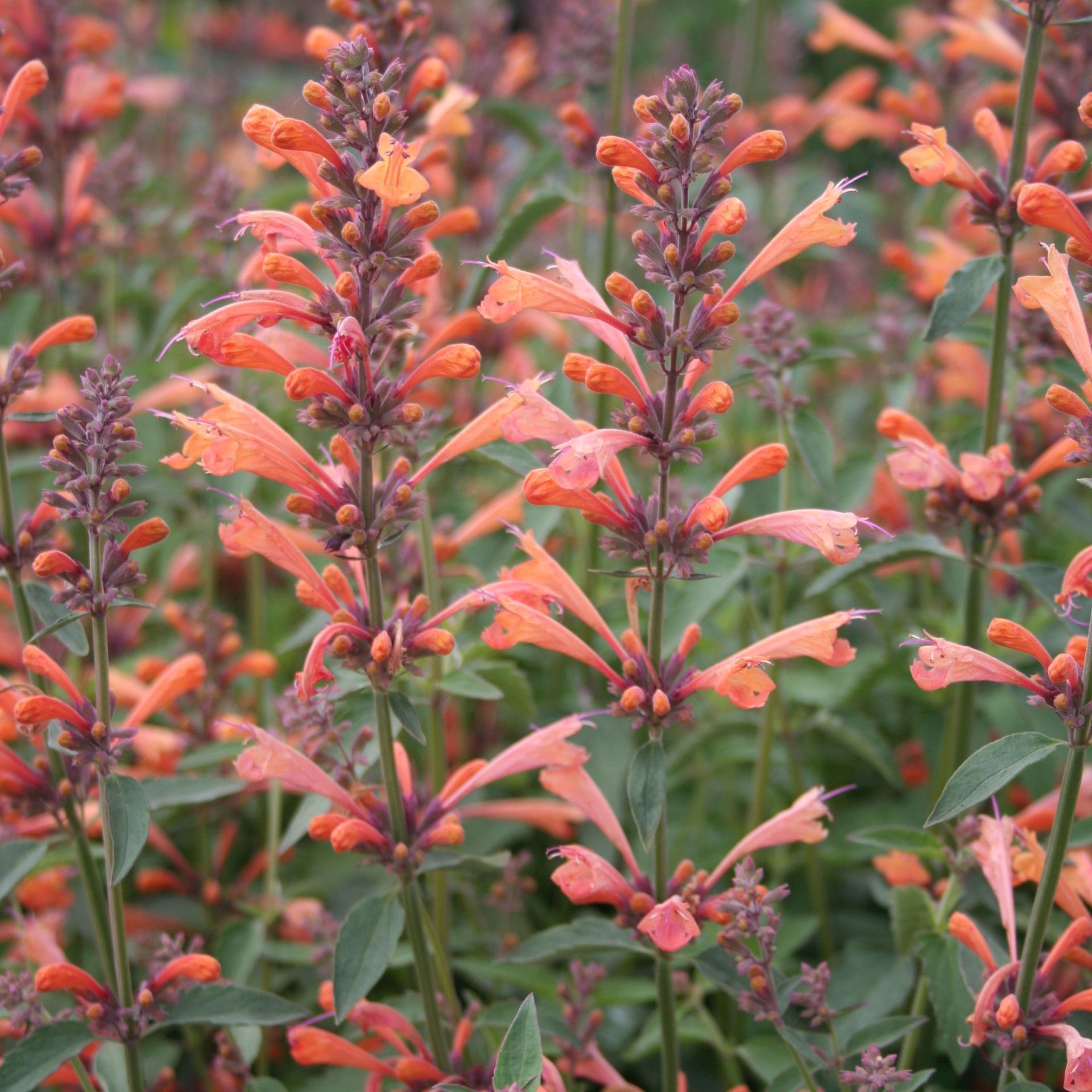 Agastache mexicana lachs