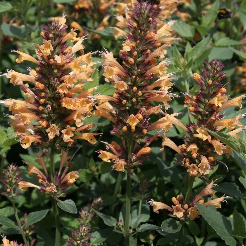 Agastache mexicana 'Kudos Mandarin'