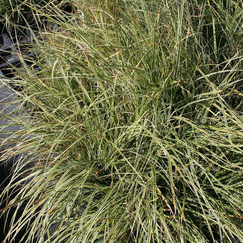 STM - Carex oshimensis 'Everest'  -R-