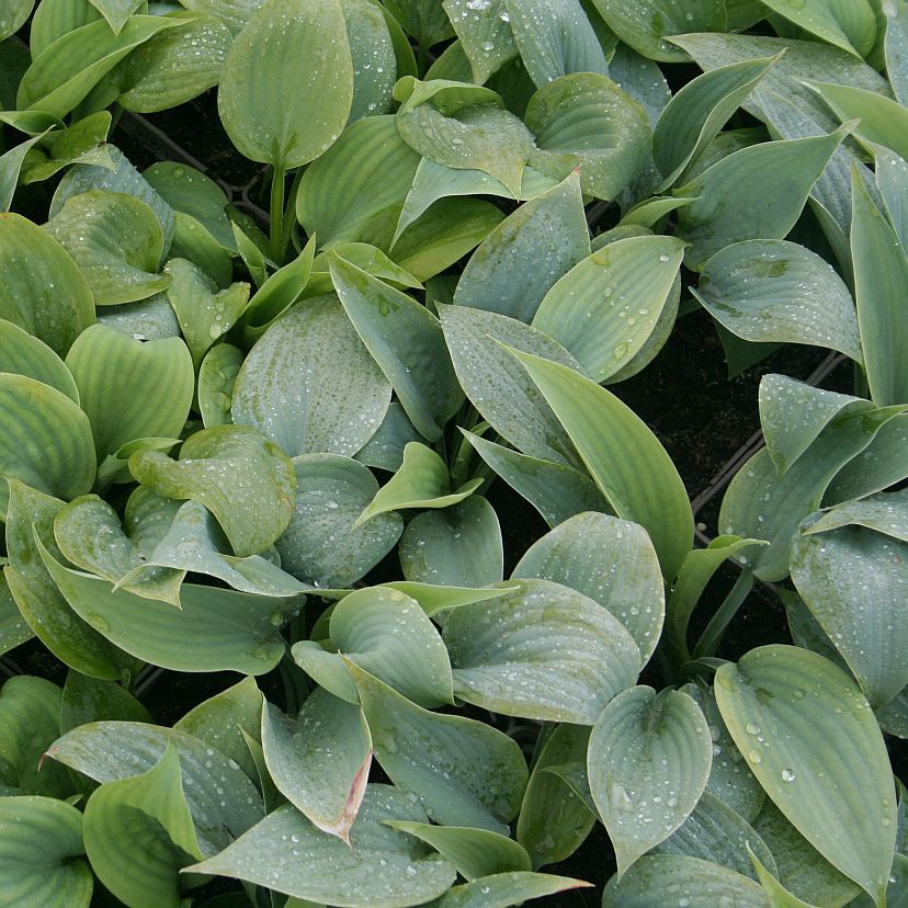 STM - Hosta plantaginea 'Fragrant Blue'