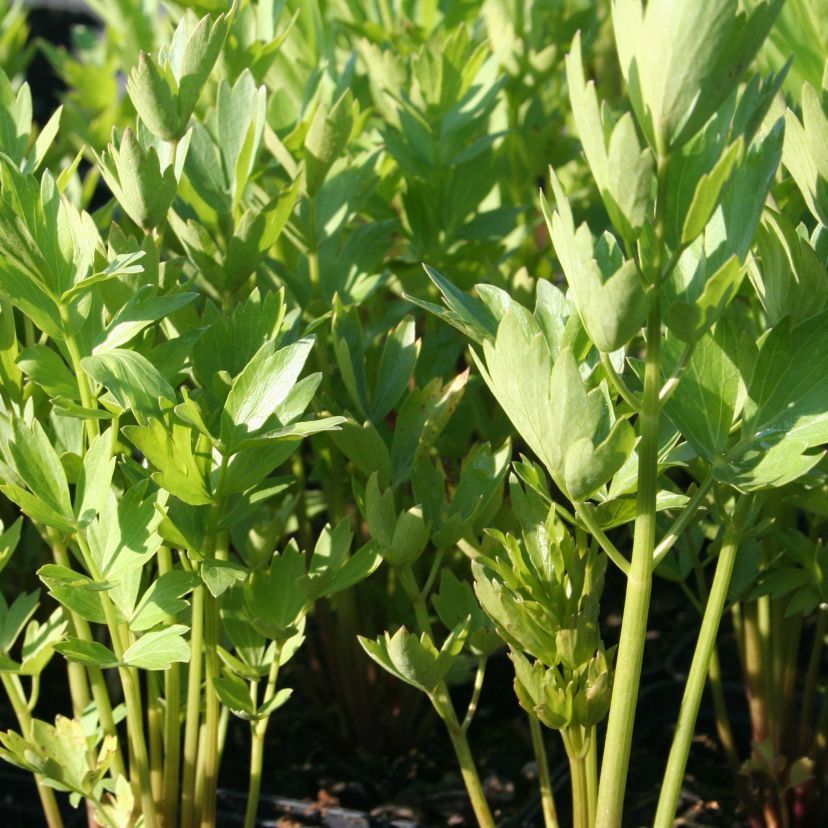 Levisticum officinale
