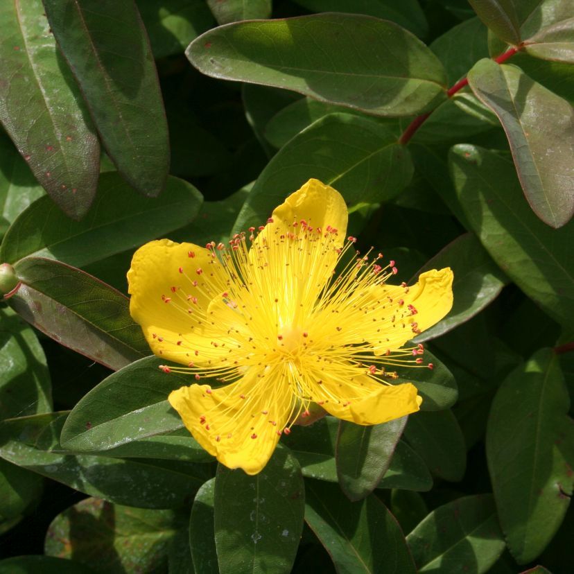 Hypericum calycium 'Rose von Sharon'