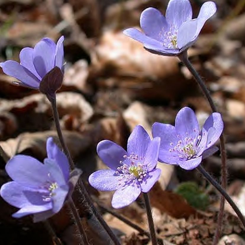 Hepatica nobilis