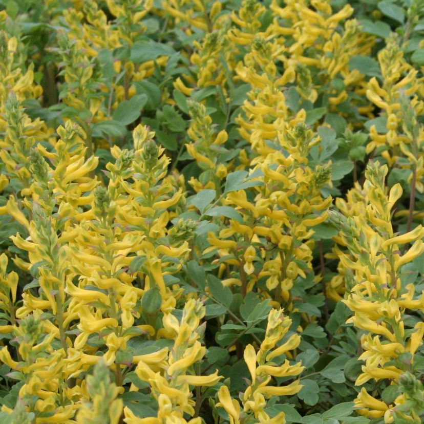 STM - Corydalis cheilanthifolia