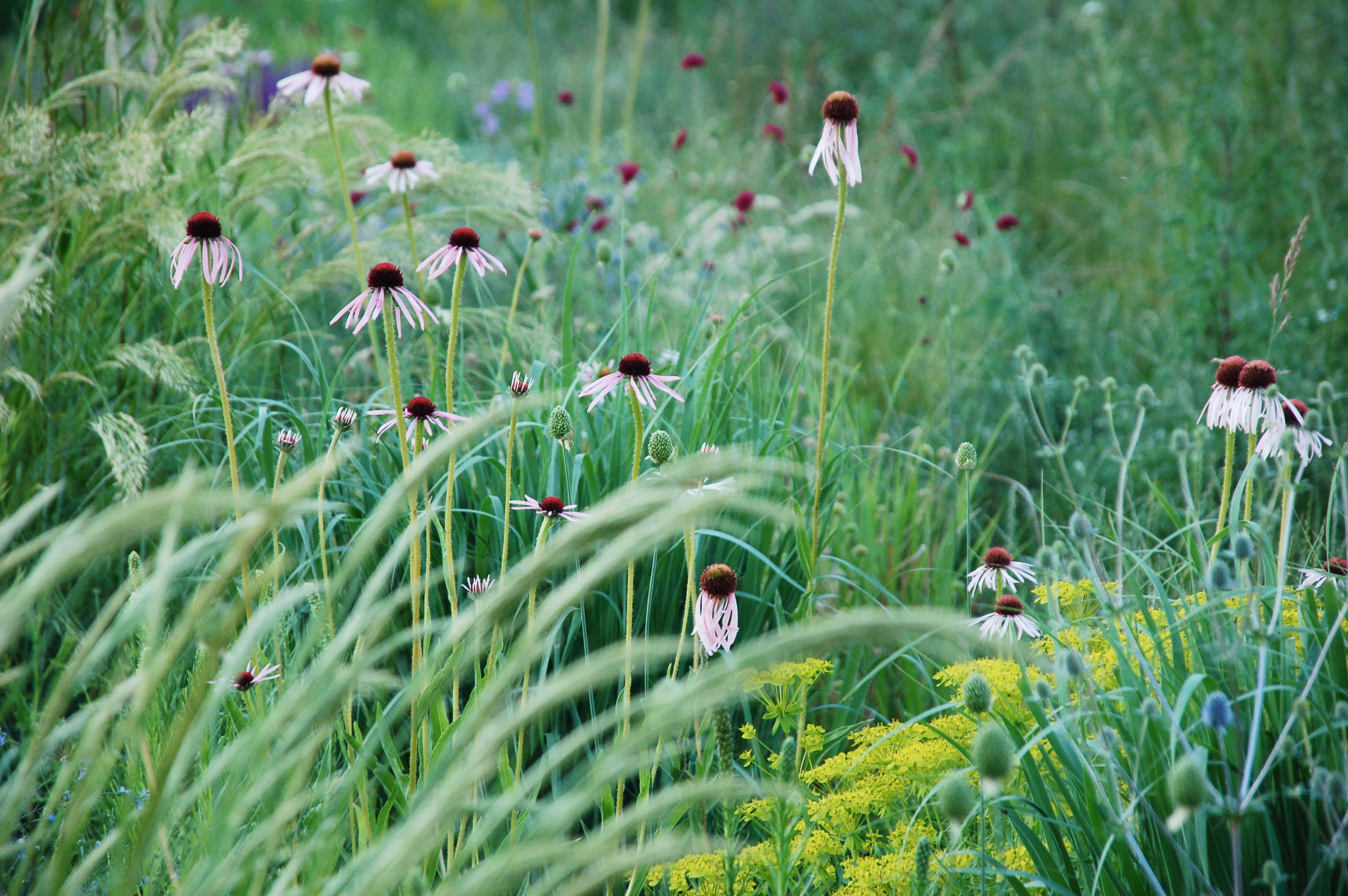 Blumen wie Sonnenhut und Gräser der Staudenmischung STM001 Moritzburger Blühzauber