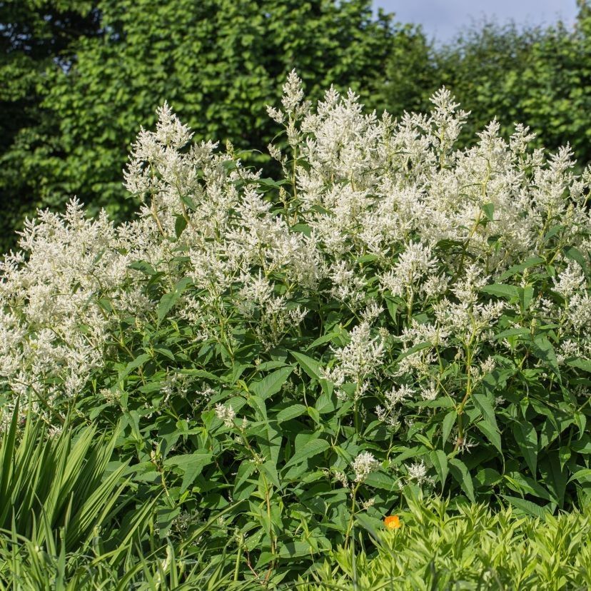 Aconogonum spec. 'Johanniswolke'