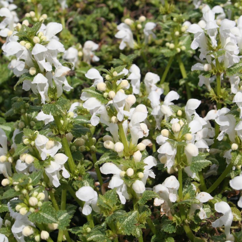Lamium maculatum 'Album'