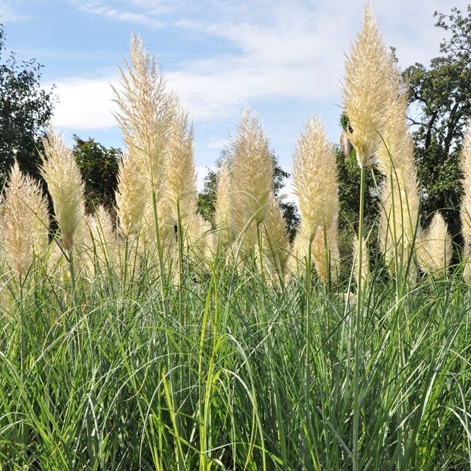 STM - Cortaderia selloana 'Silver Stripes'