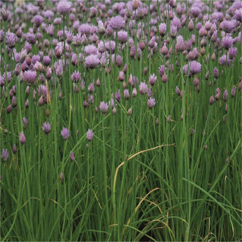 Allium schoenoprasum