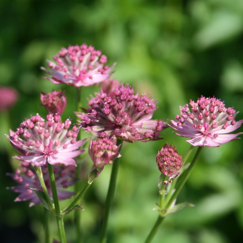 STM - Astrantia major 'Roma' -R-