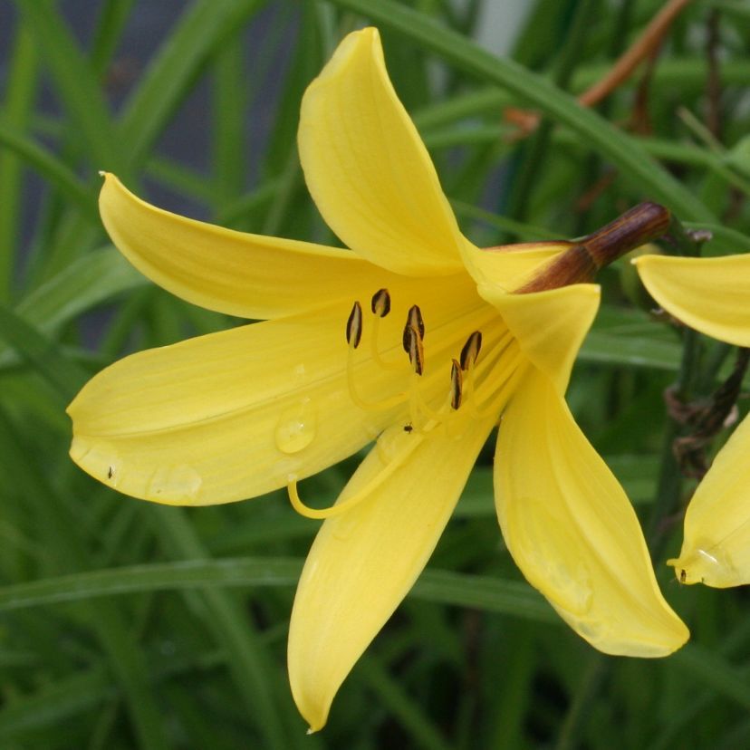 Hemerocallis thunbergii
