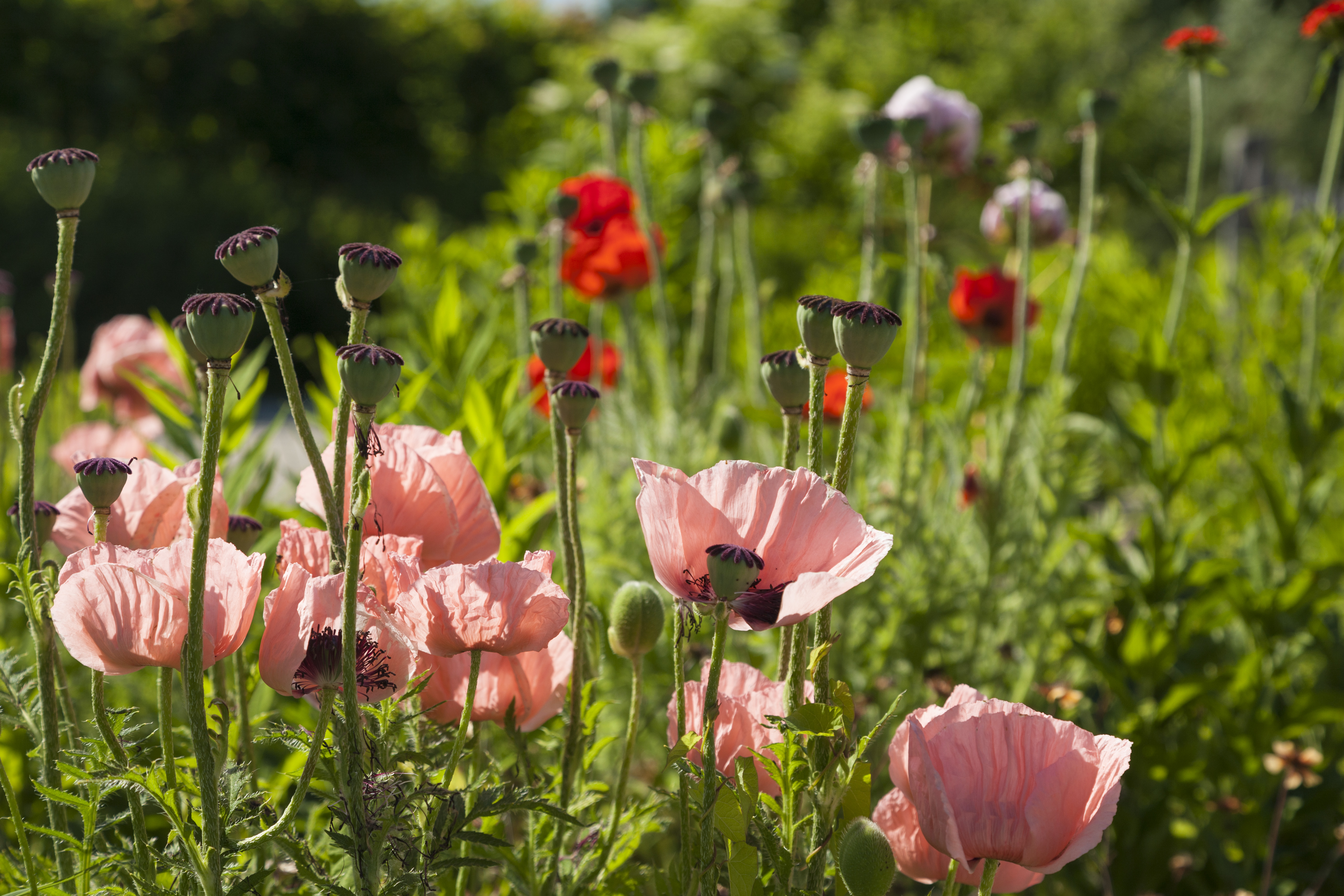 Landhausblüte blau-weiß-rosa - Staudenmischpflanzung als Fertigmischung vorgemischt