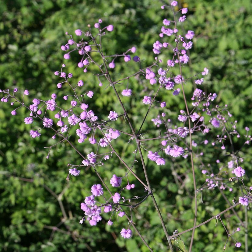 STM - Thalictrum delavayi 'Hewitt's Double'