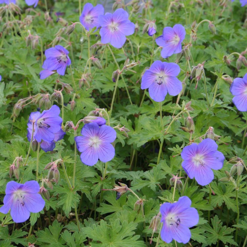 Geranium himala. 'Johnson's Blue'