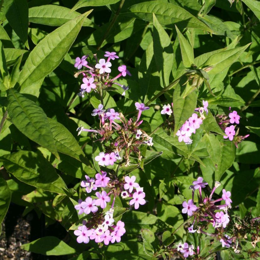 STM - Phlox panic. 'Jeana'