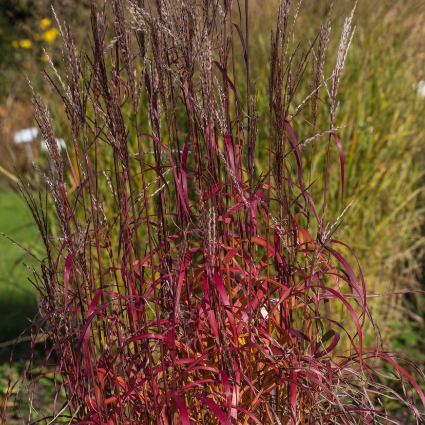 Miscanthus sinensis 'Ghana'