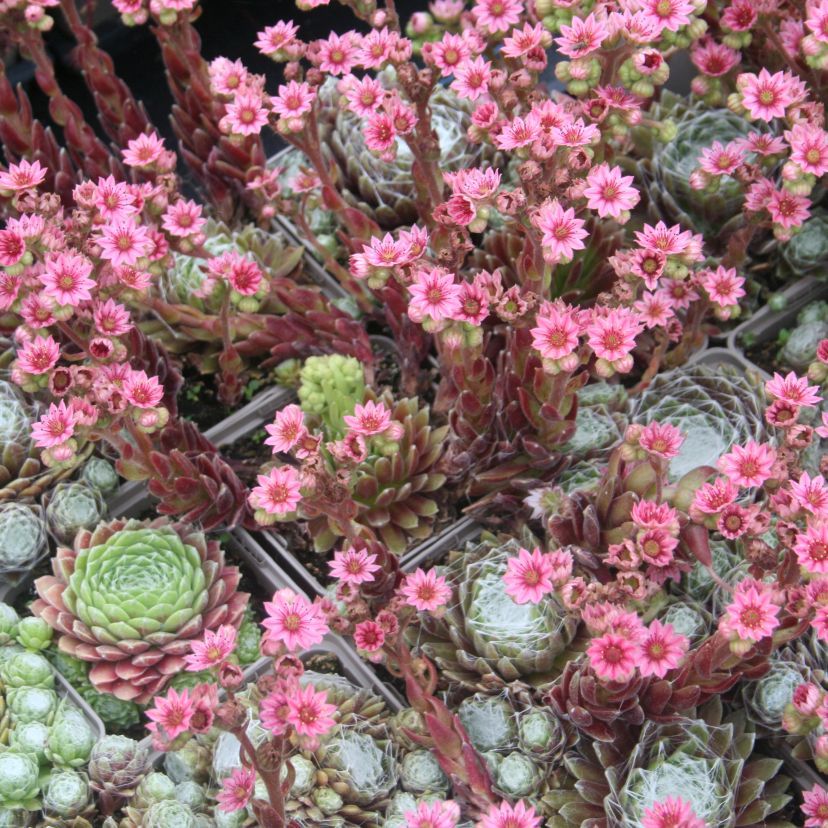 Sempervivum hybr. 'Orion'