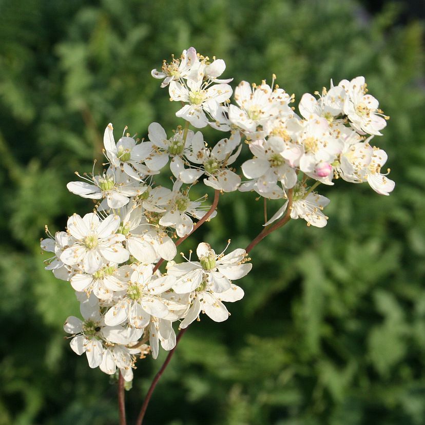 STM - Filipendula vulgaris