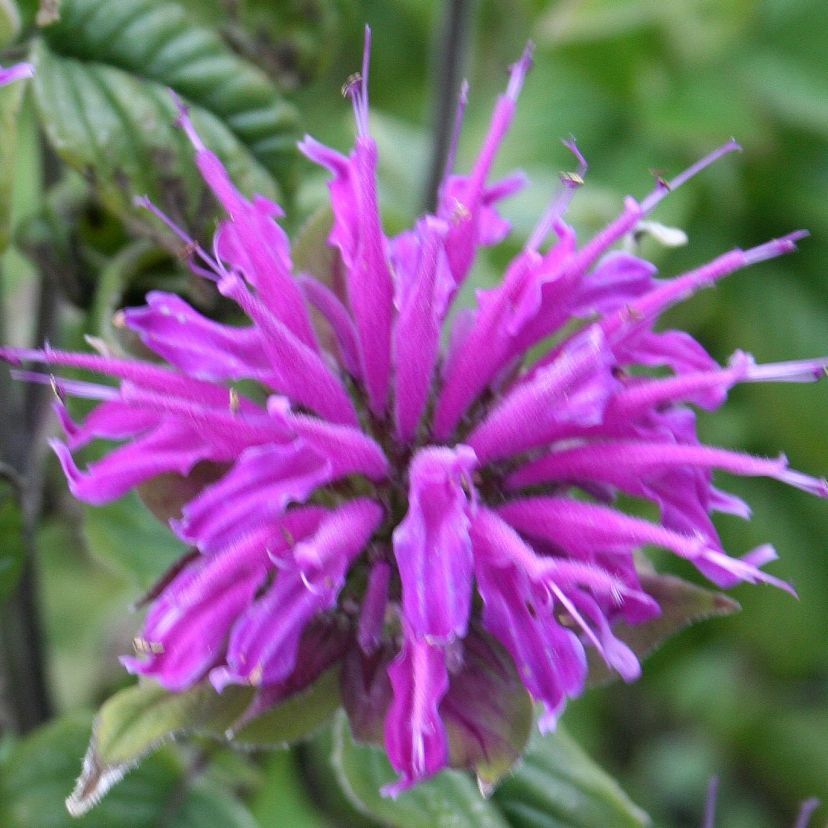 STM - Monarda x hybr. 'Blaustrumpf'