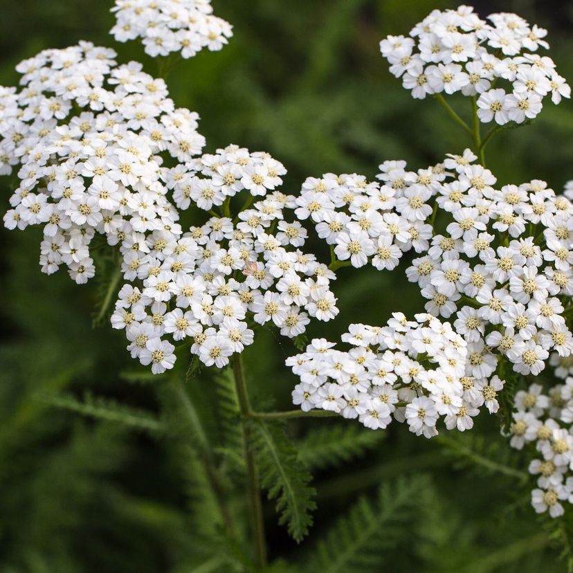 STM - Achillea millef. 'Schneetaler'