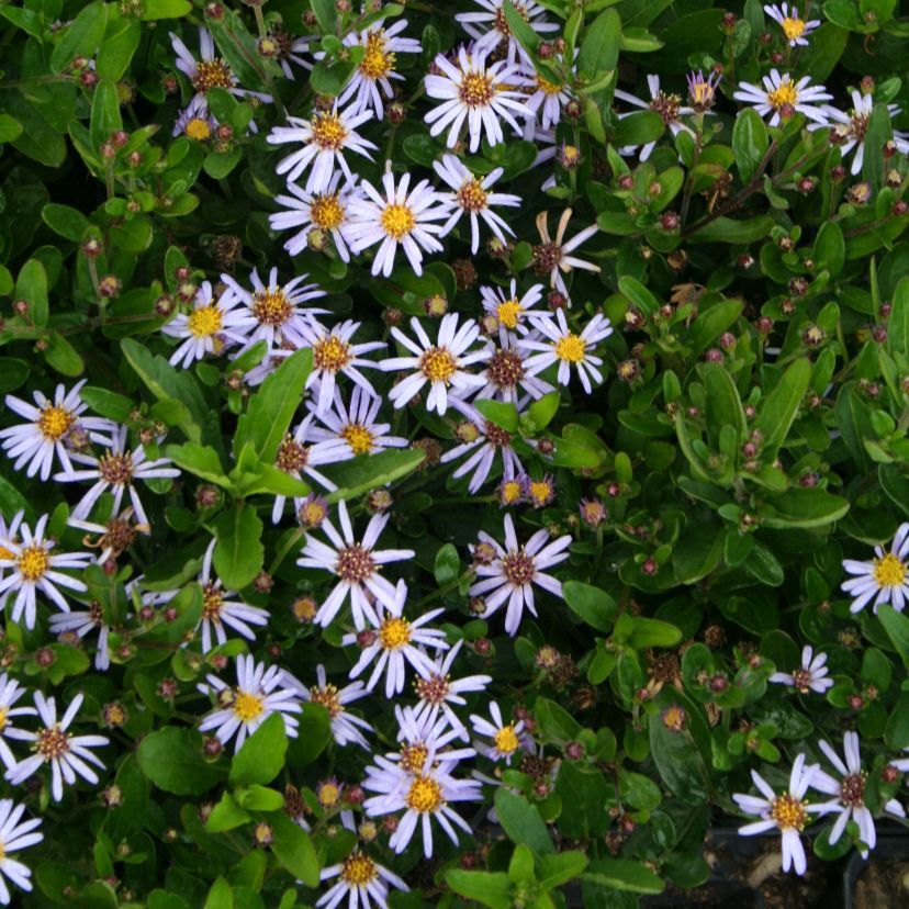 Aster ageratoides var. ovatus Adustus Nanus